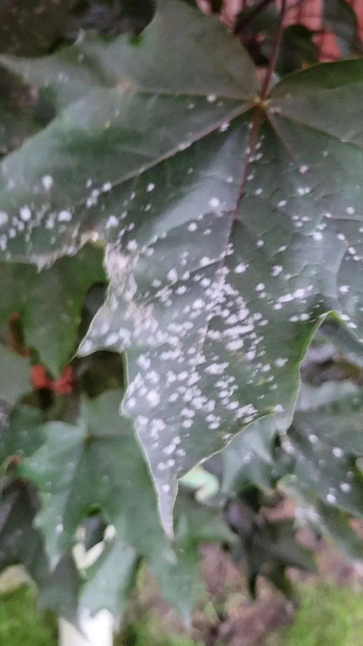 Болезни Клена в г. Химки