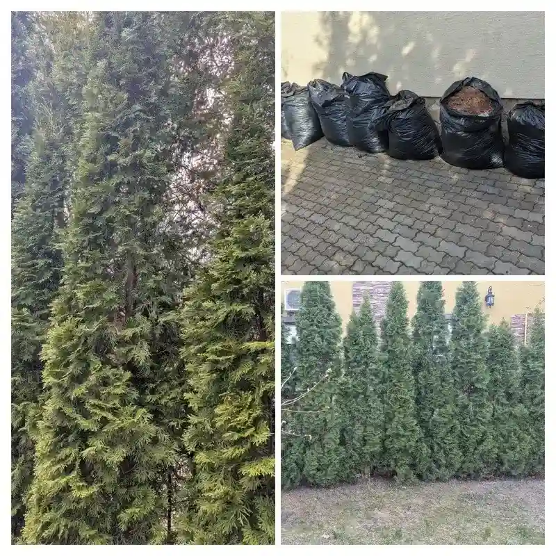 Восстановление туй в г. Химки